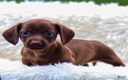 Miniature Dachshund dogs for sale: Felena - Image 4