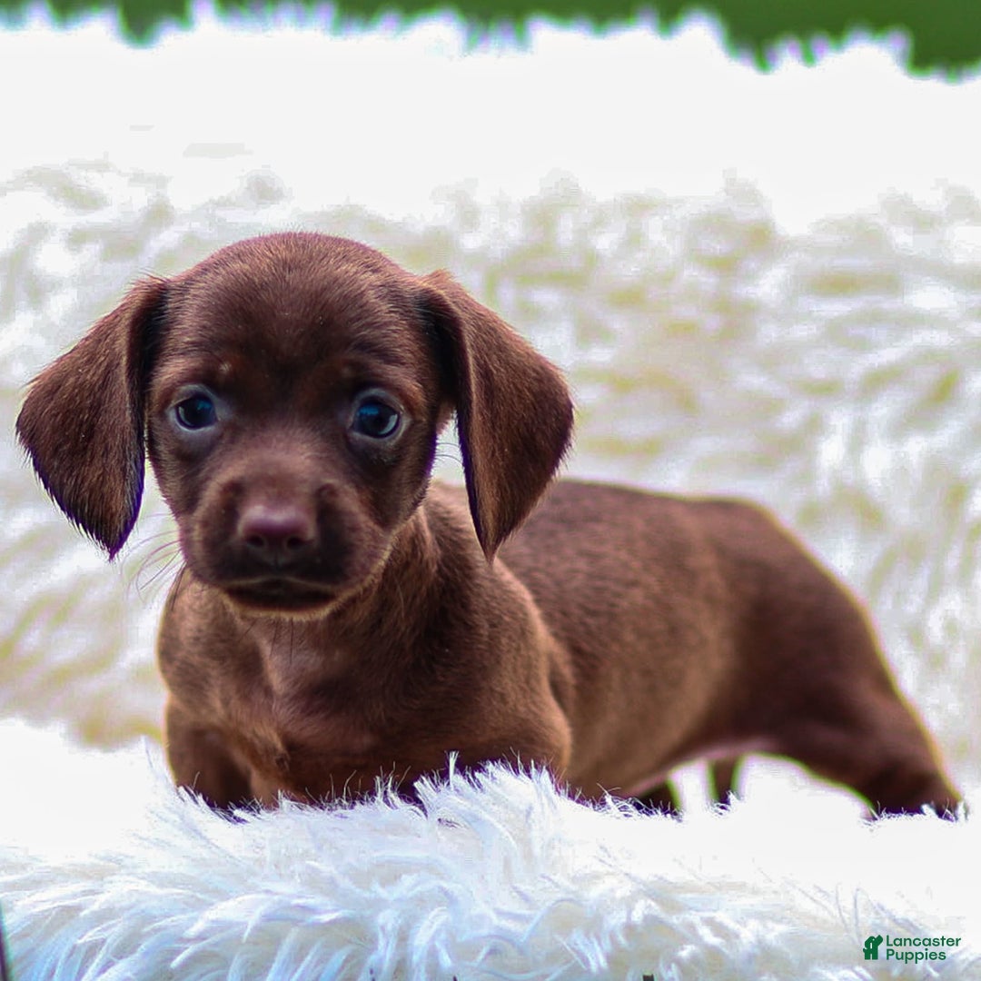 Miniature Dachshund dogs for sale: Felena - Image 4