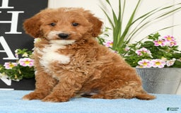 Mini Goldendoodle dogs for sale: Quinn - Image 1