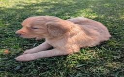 Golden Retriever dogs for sale: Red Collar - Image 4