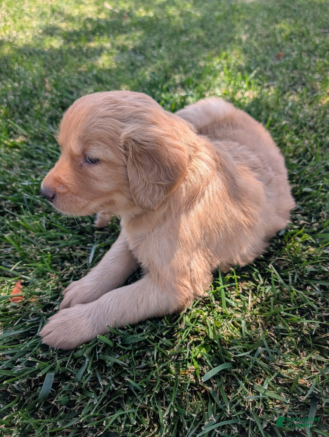 Golden Retriever dogs for sale: Red Collar - Image 4