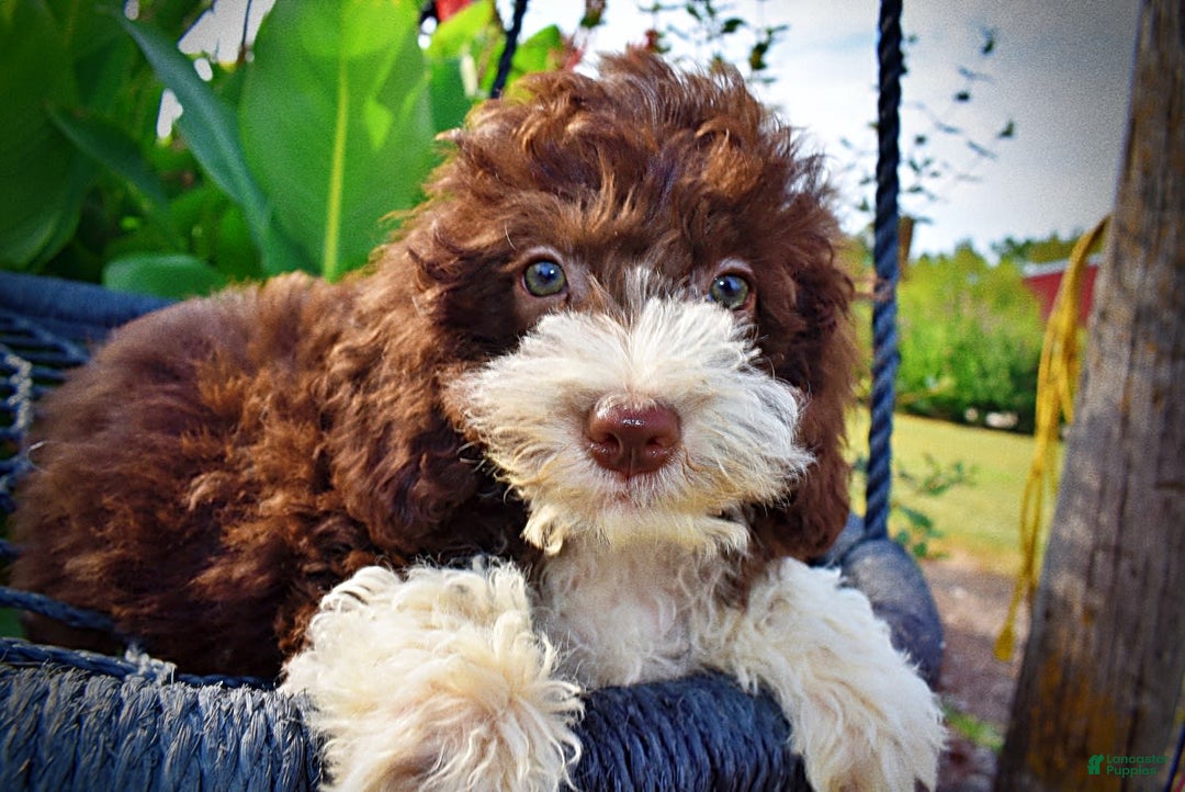Havapoo dogs for sale: Happy - Image 10