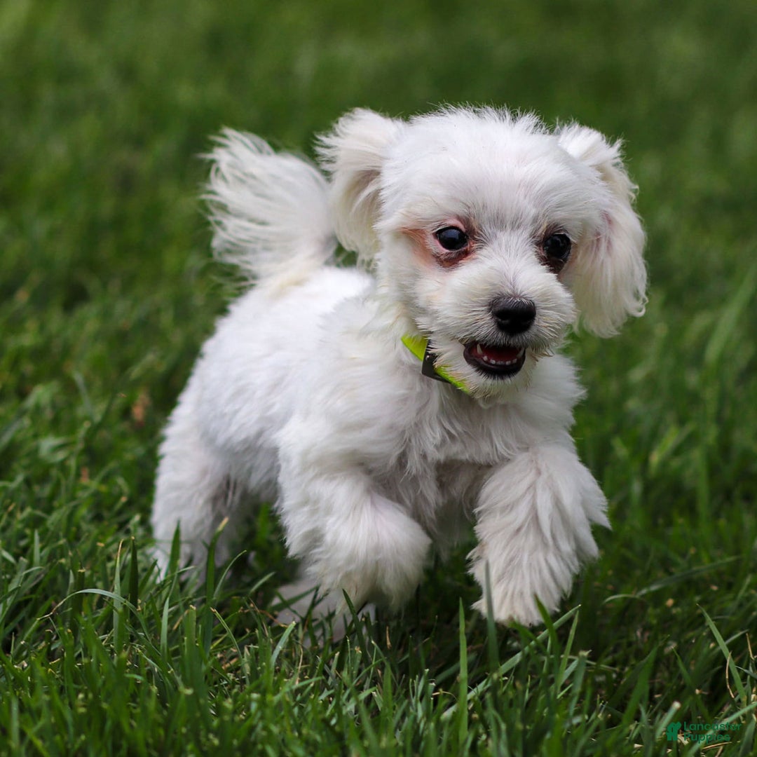 Maltese dogs for sale: River - Image 17