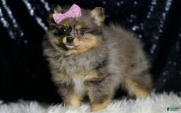 Pomeranian dogs for sale: Fluffy - Image 1