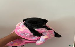 English Bulldog dogs for sale: English Bulldog 4 puppies - Image 5