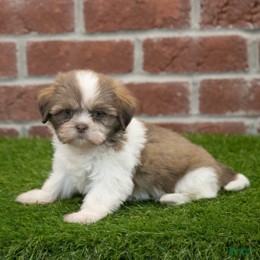 Shih Tzu dogs for sale: Hannah - Image 2