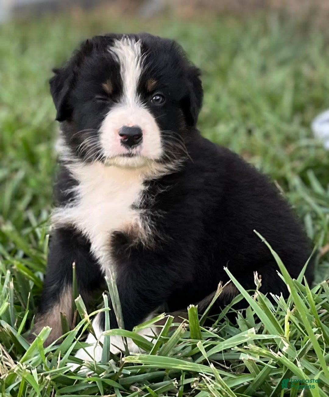 Australian Shepherd dogs for sale: Colby - Image 3
