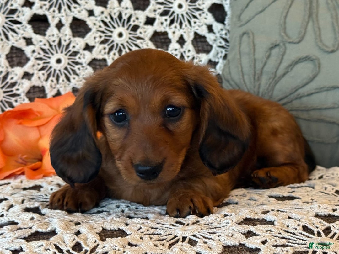 Miniature Dachshund dogs for sale: Max - Image 2