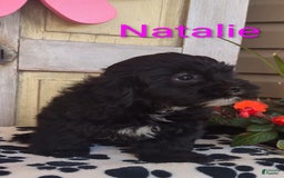 Shih Tzu dogs for sale: Natalie - Image 6