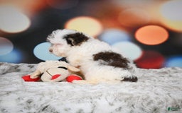 Havanese dogs for sale: Rolex - Image 2