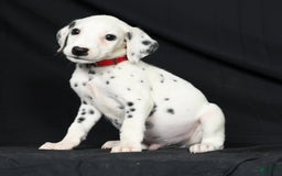 Dalmatian dogs for sale: Frosty - Image 6