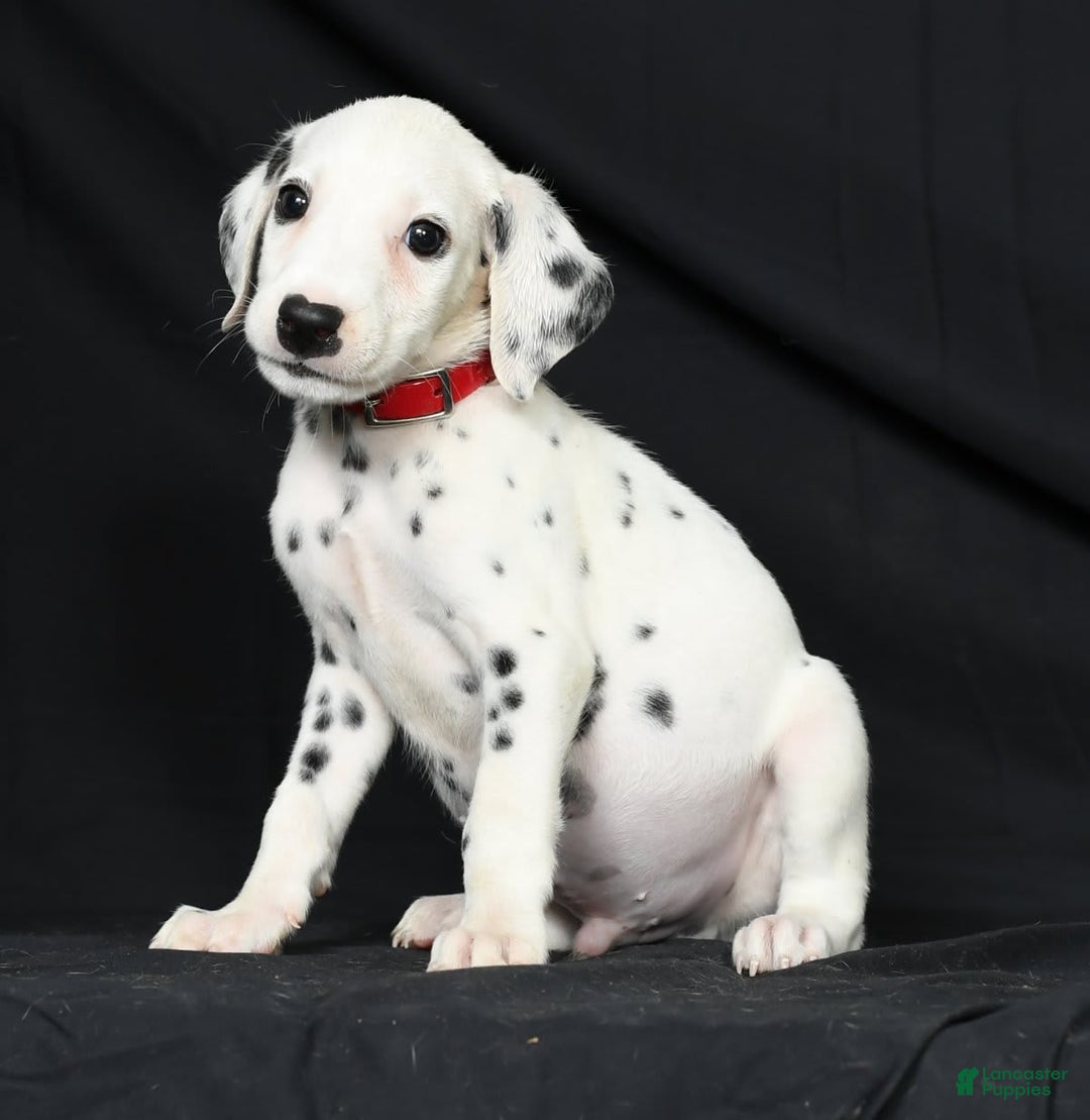 Dalmatian dogs for sale: Frosty - Image 6
