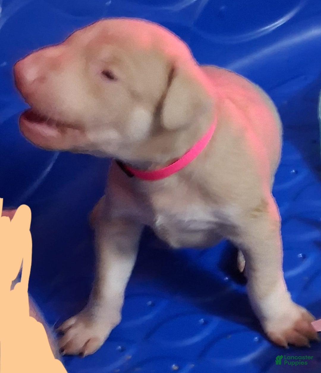Doberman Pinscher dogs for sale: Pink Collar - Image 7