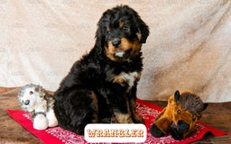 Bernedoodle dogs for sale: Wrangler - Image 7