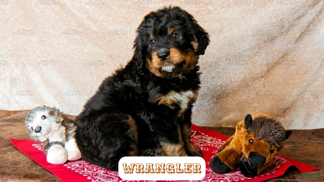Bernedoodle dogs for sale: Wrangler - Image 7