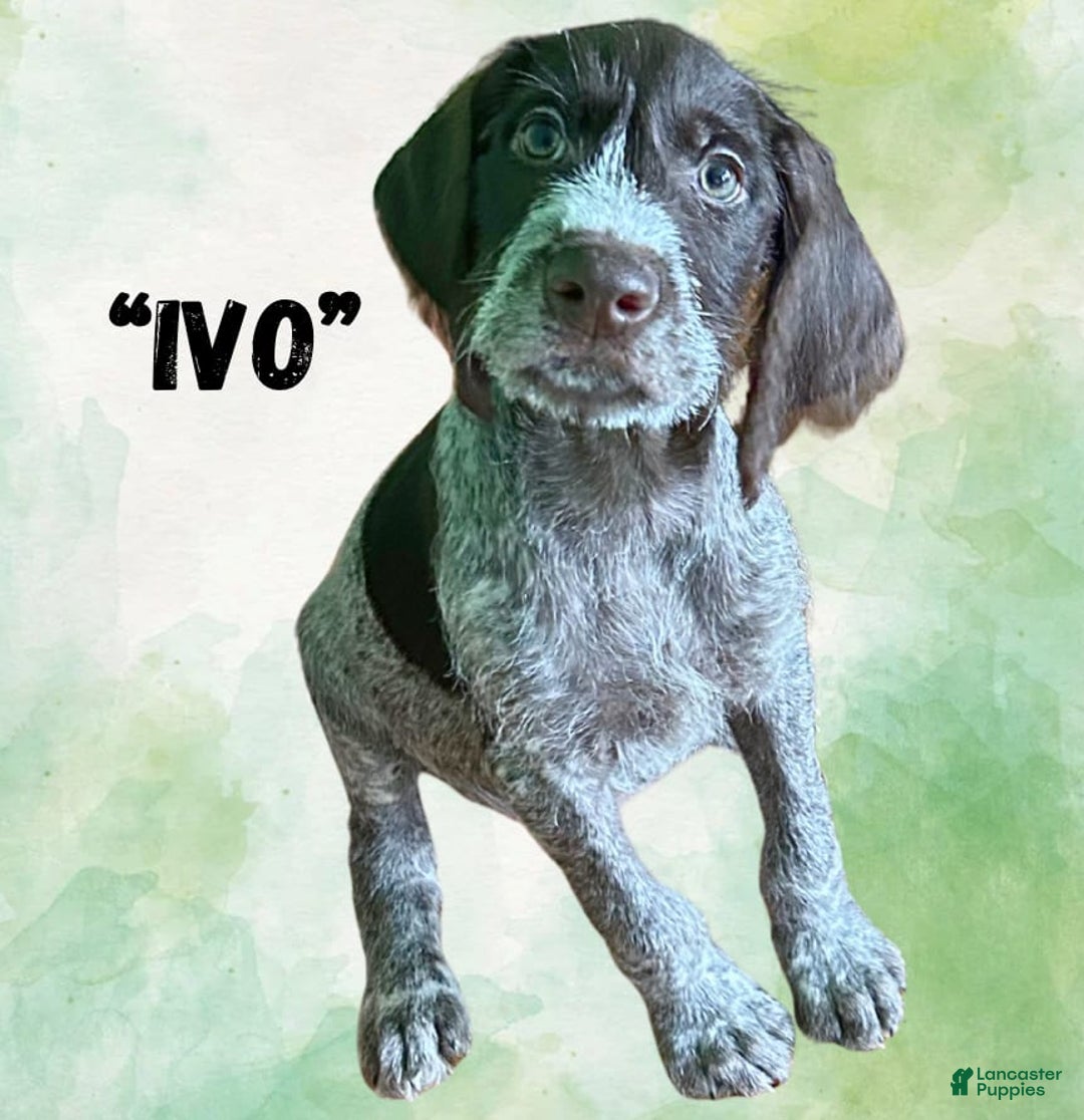 German Wirehaired Pointer dogs for sale: Ivo - Image 4