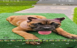 Cane Corso dogs for sale: Coco - Image 15