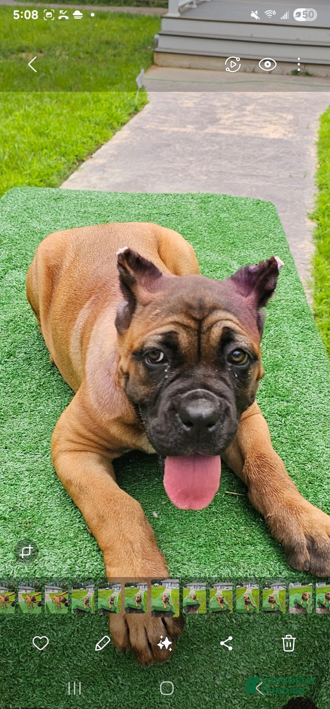Cane Corso dogs for sale: Coco - Image 15