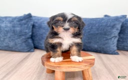 Mini Bernedoodle dogs for sale: Mason - Image 14