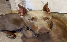 Doberman Pinscher dogs for sale: Smurf - Image 15