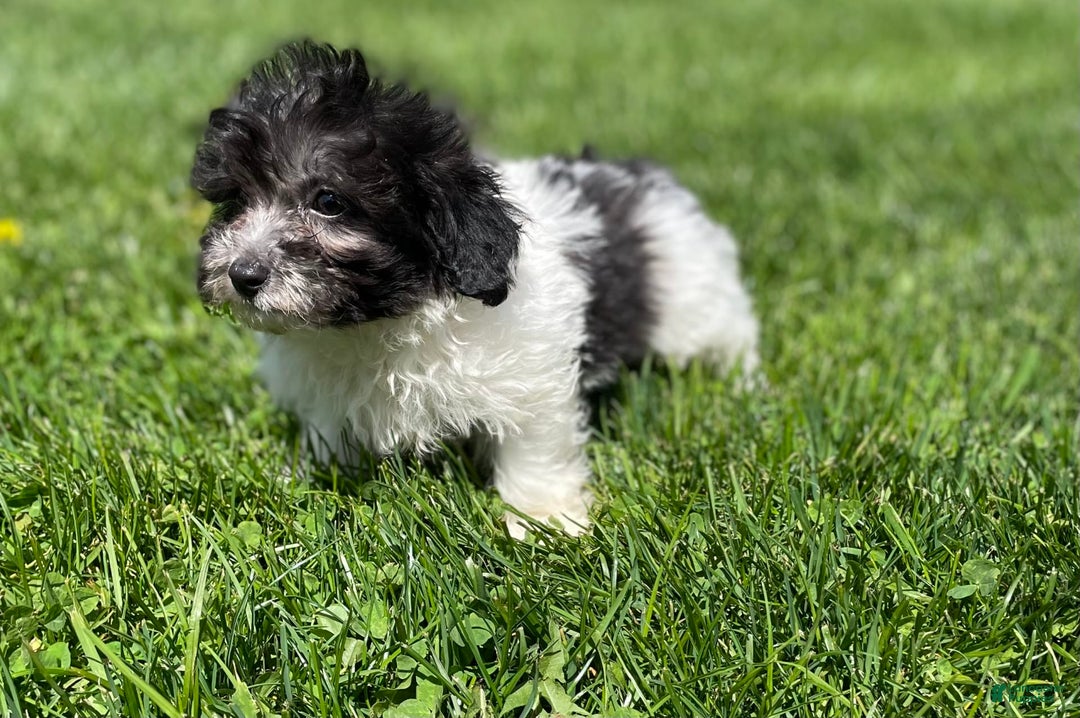 Maltipoo dogs for sale: Panda - Image 4