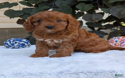 Cavapoo dogs for sale: Darla - Image 11