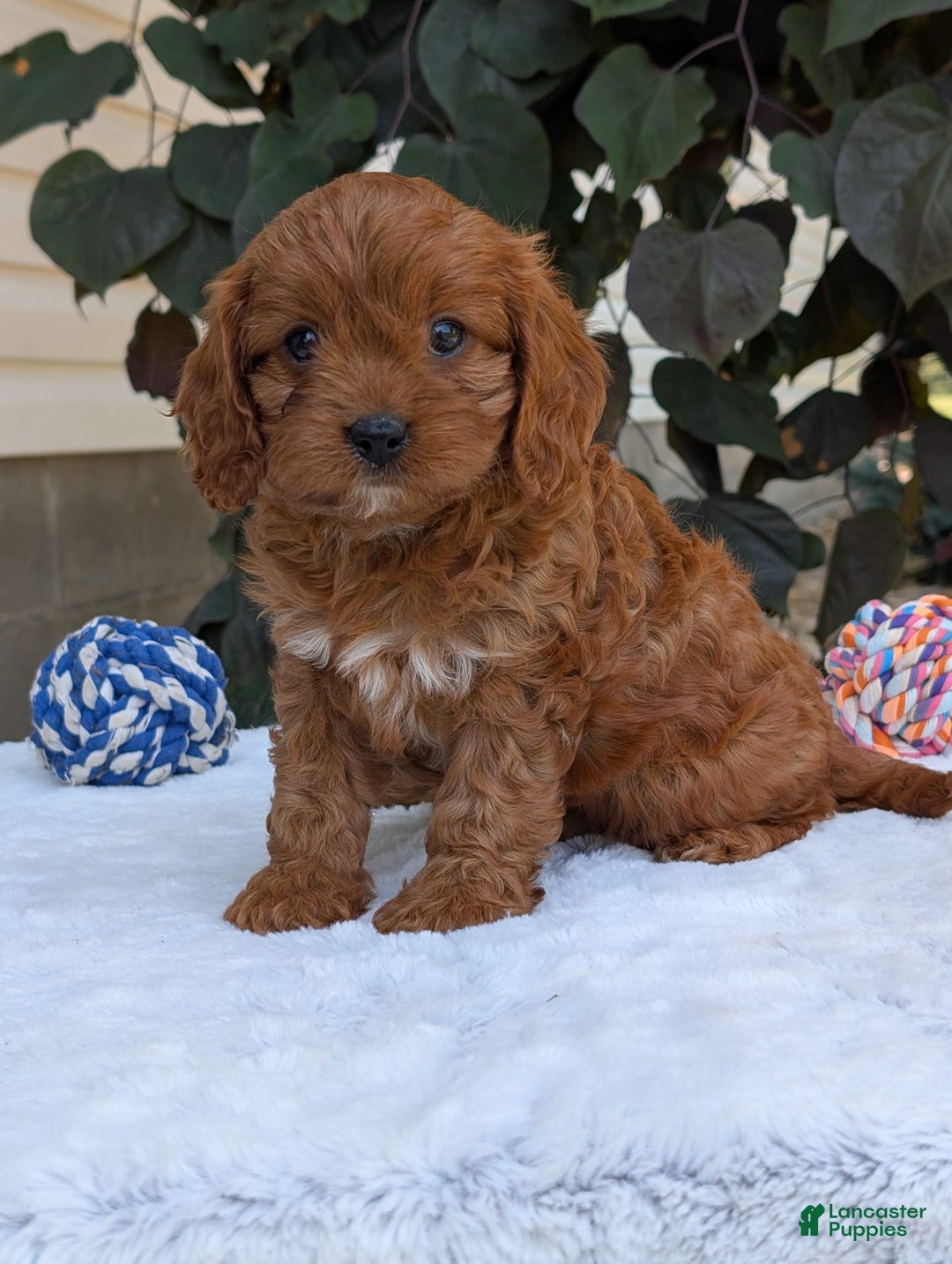 Cavapoo dogs for sale: Darla - Image 11