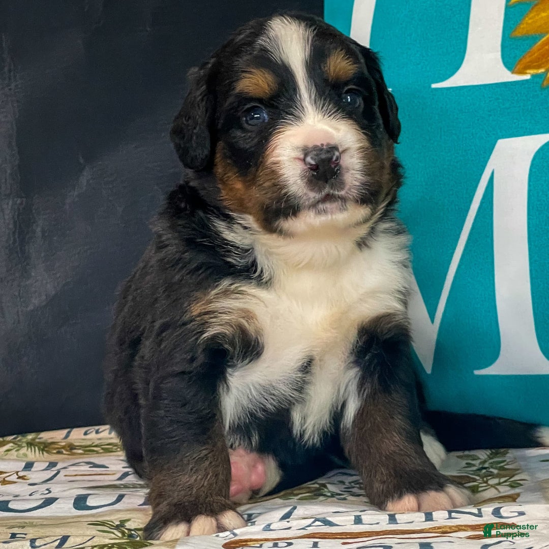Bernese Mountain Dog dogs for sale: Blake - Image 1