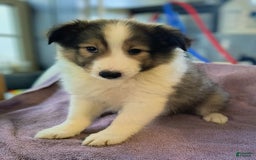 Shetland Sheepdog dogs for sale: Hershey - Image 2
