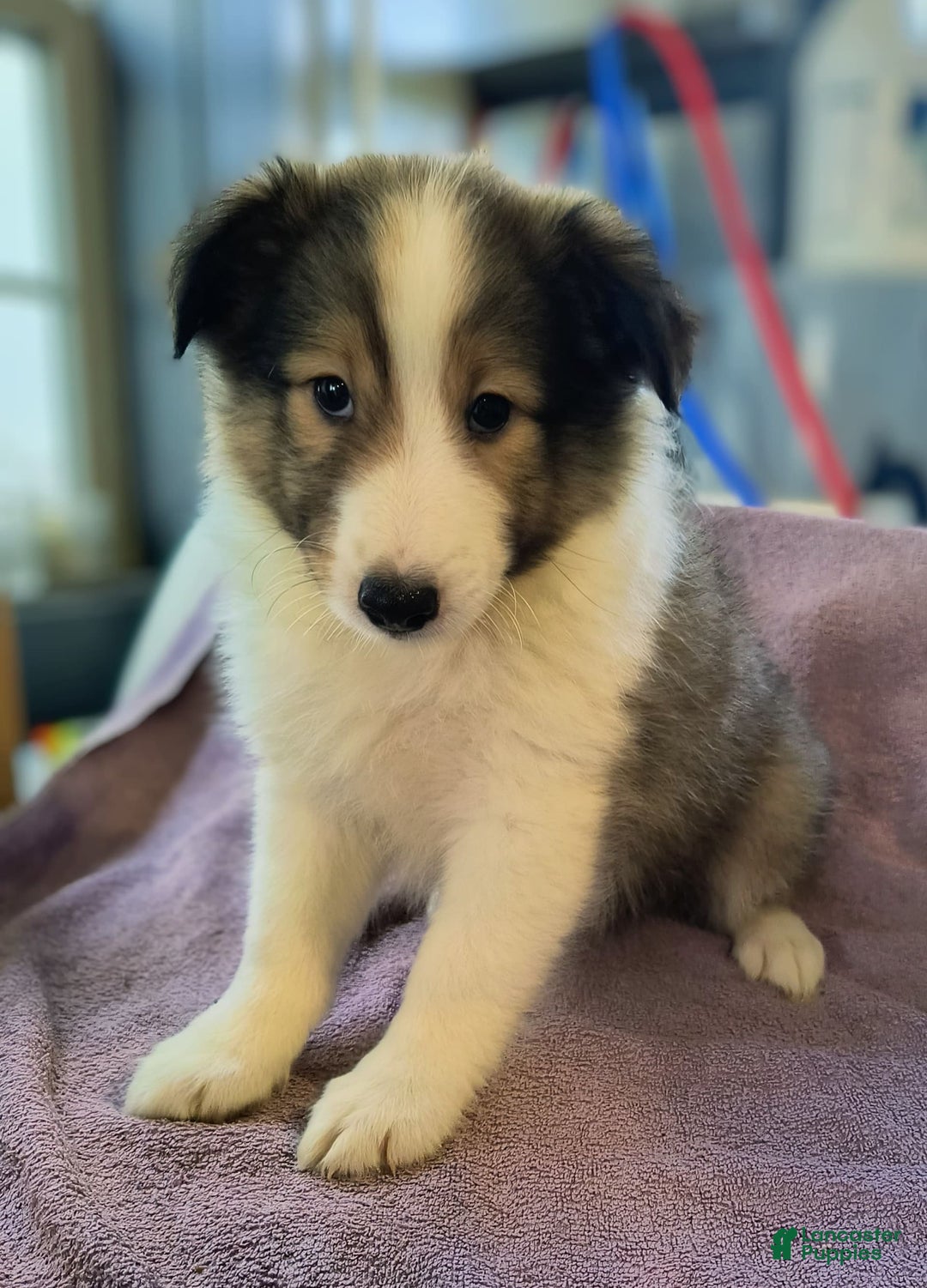 Shetland Sheepdog dogs for sale: Hershey - Image 2