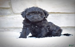  dogs for sale: Mini Goldendoodle 3 puppies - Image 7