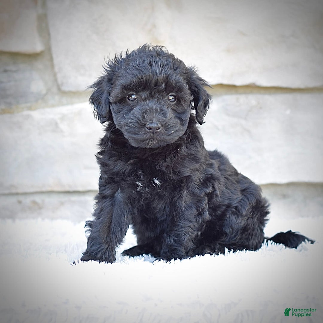  dogs for sale: Mini Goldendoodle 3 puppies - Image 7
