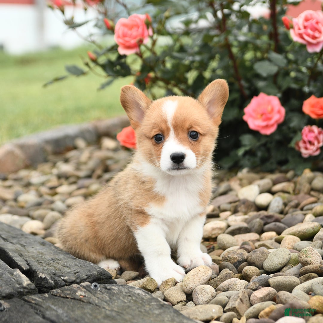 Welsh Corgi Pembroke dogs for sale: Cheeto - Image 9