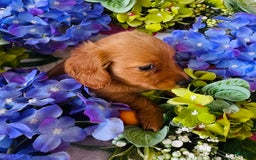 Miniature Dachshund dogs for sale: Gabby Long Haired - Image 5