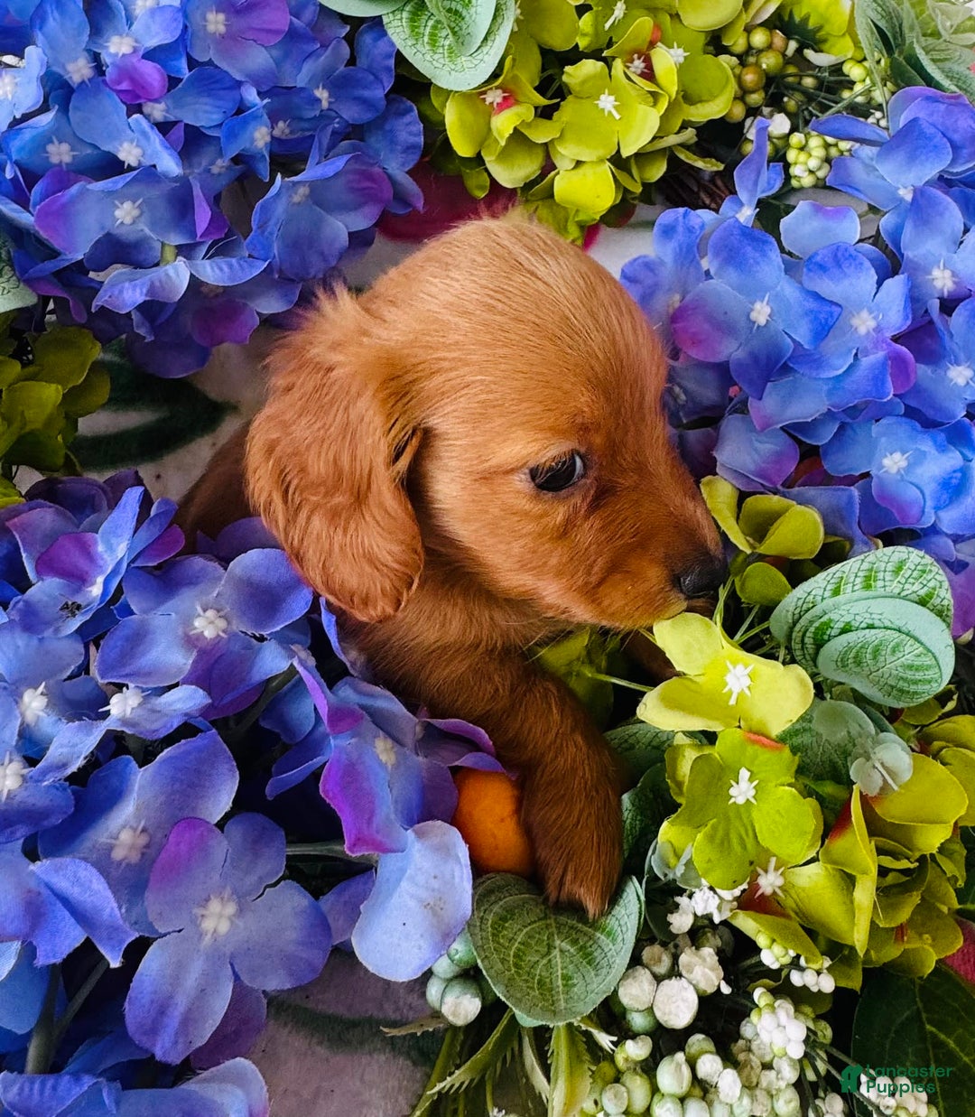 Miniature Dachshund dogs for sale: Gabby Long Haired - Image 5