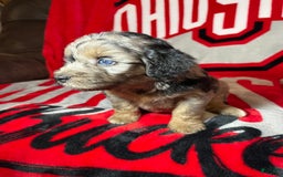 Mini Aussiedoodle dogs for sale: Canary - Image 13