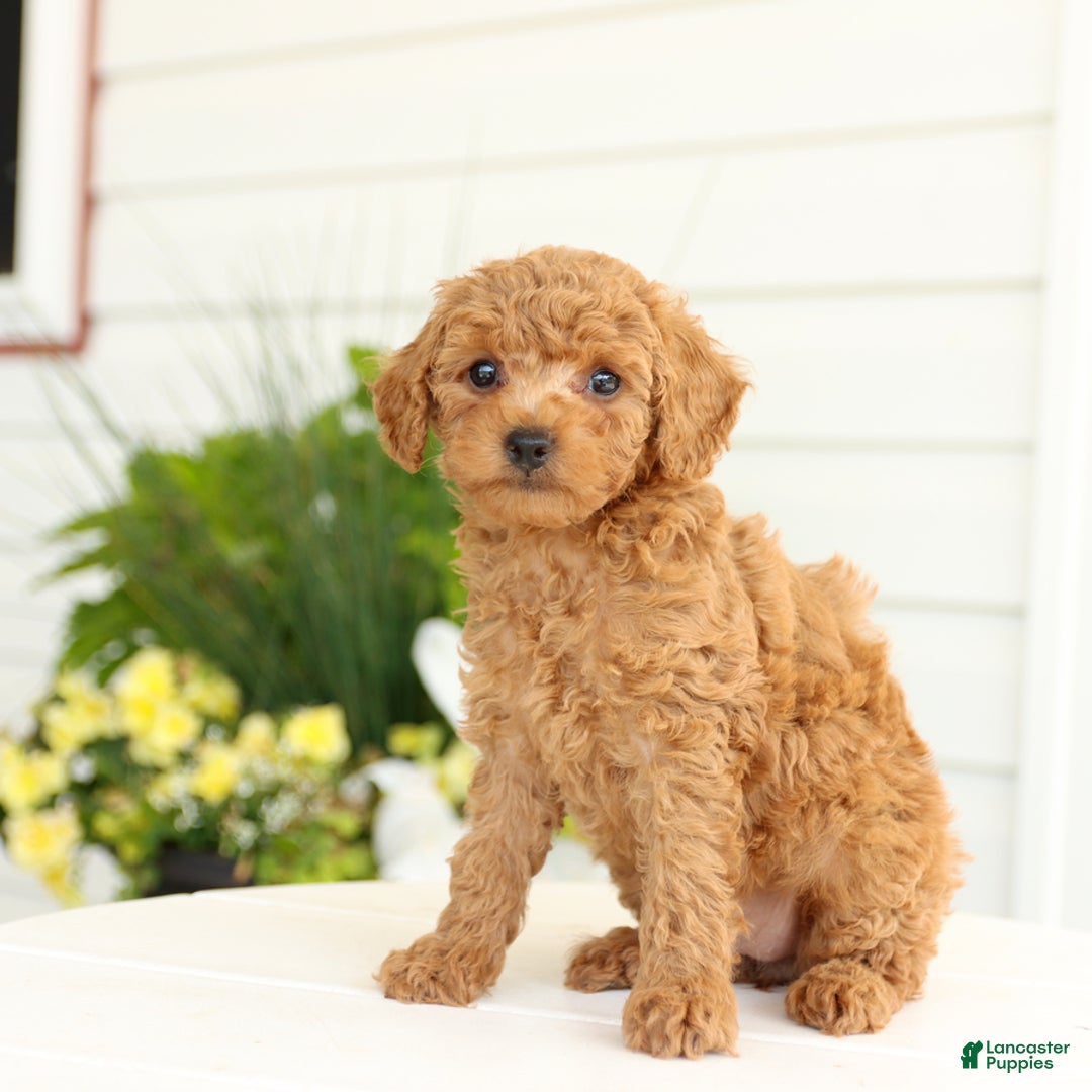 Miniature Poodle dogs for sale: Neva - Image 3