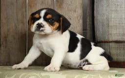 Beabull dogs for sale: Wendy - Image 1