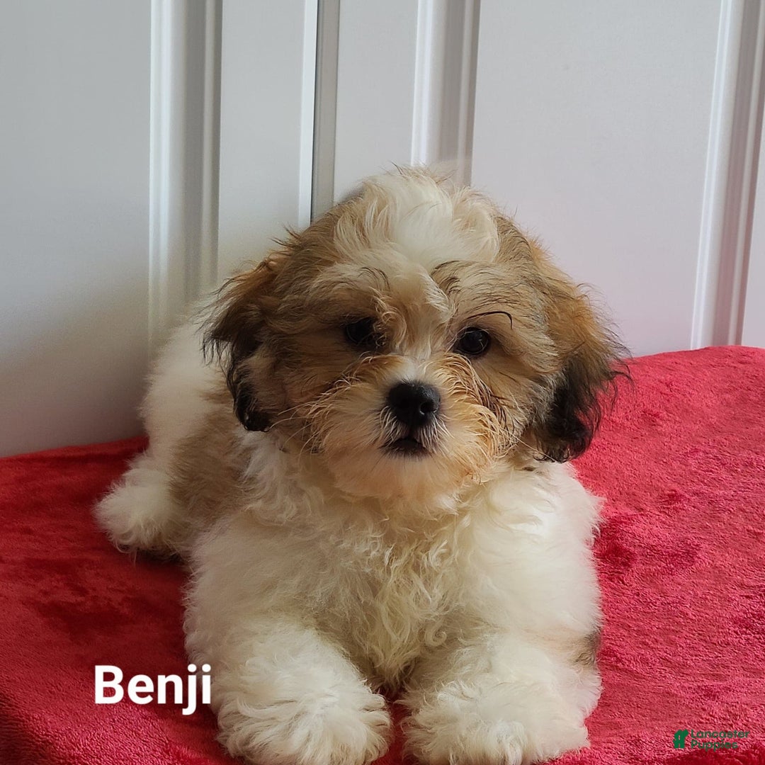 Teddy Bear dogs for sale: Benji - Image 4