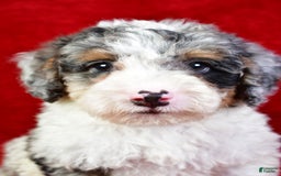 Mini Bernedoodle dogs for sale: Willow - Image 6
