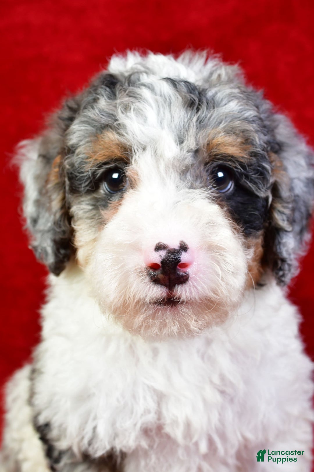Mini Bernedoodle dogs for sale: Willow - Image 6