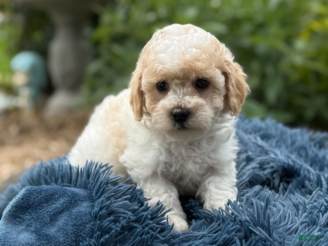 Bichpoo dogs for sale: Simon - Image 3