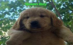 Golden Retriever dogs for sale: Mr. Green 💚 - Image 8