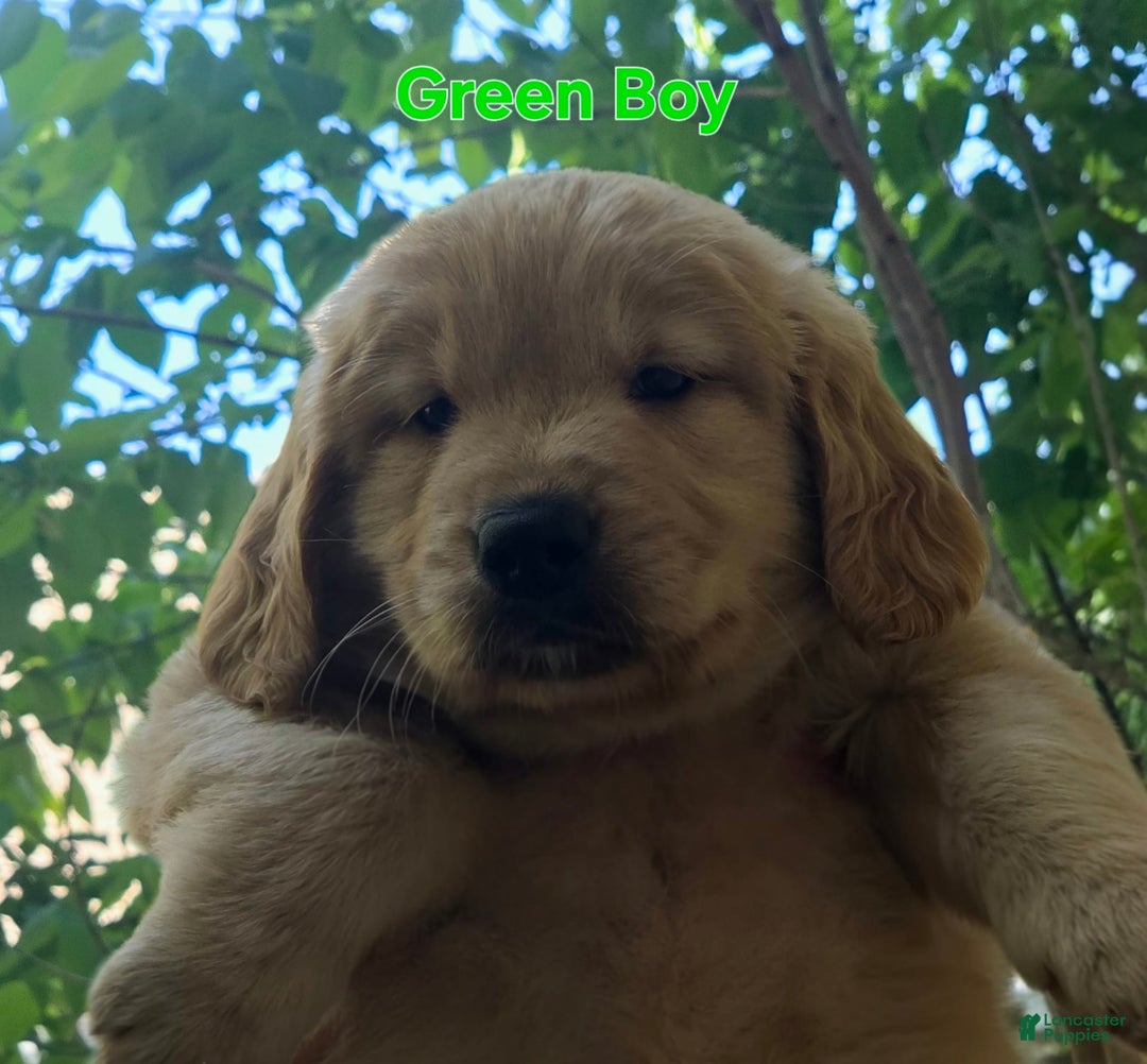 Golden Retriever dogs for sale: Mr. Green 💚 - Image 8