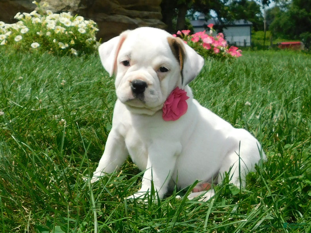 English Bulldog dogs for sale: Jewel - Image 4