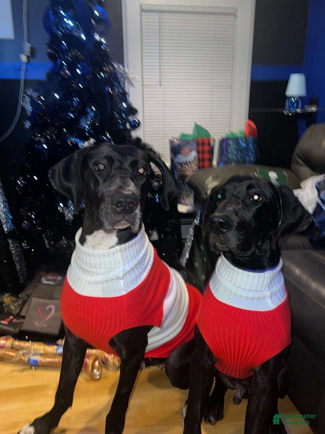 Great Dane dogs for sale: Eclipse - Image 3