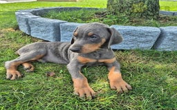 Doberman Pinscher dogs for sale: Milo - Image 1