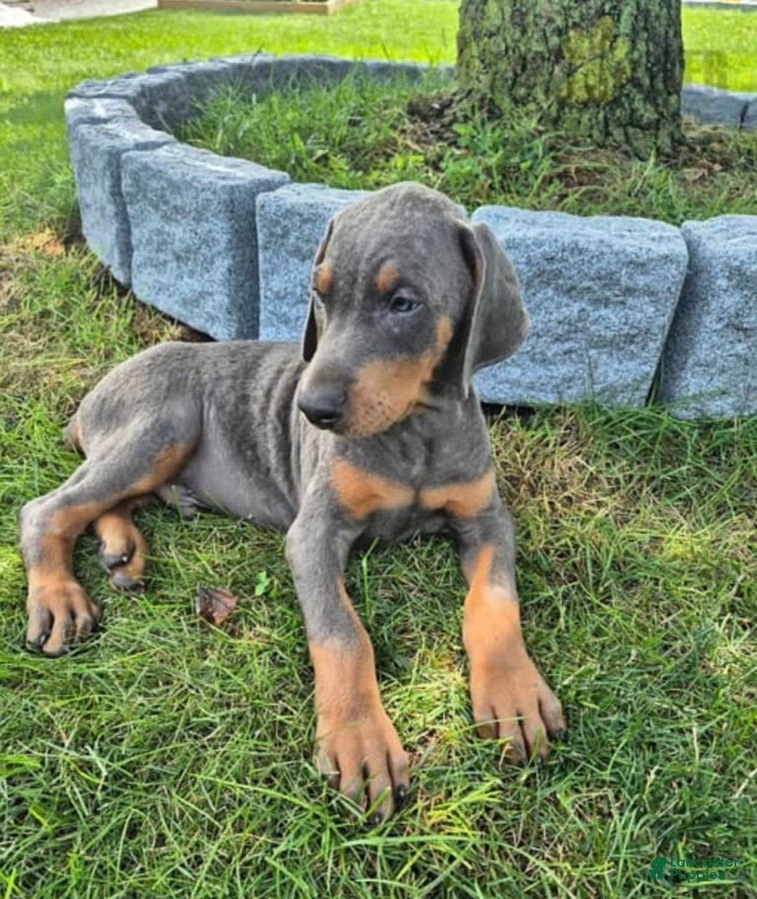 Doberman Pinscher dogs for sale: Milo - Image 1