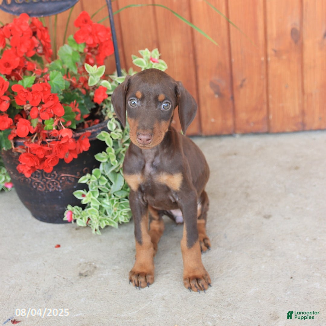Doberman Pinscher dogs for sale: Diana - Image 3