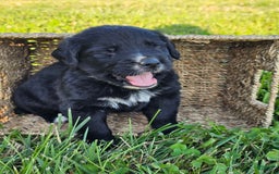 Bernese Mountain Dog dogs for sale: Bear - Image 3
